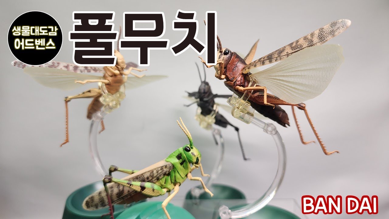 생물대도감 어드벤스 풀무치
