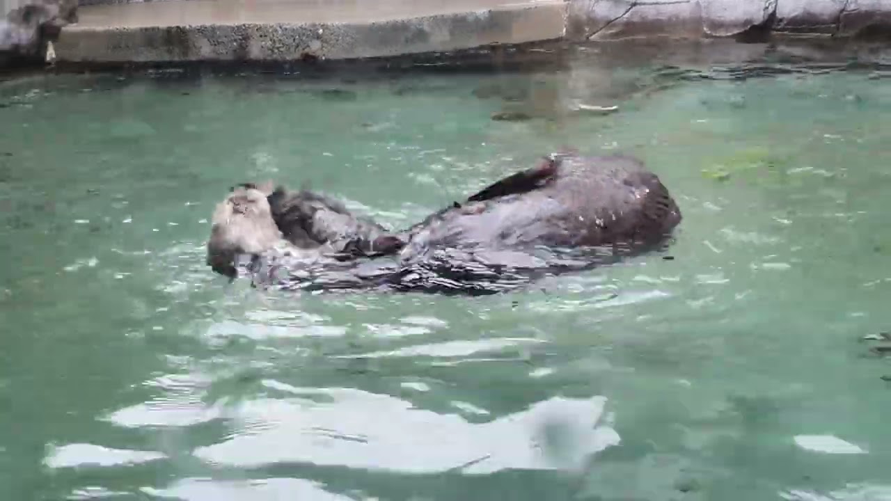 Sea Otters at Seattle Aquarium
