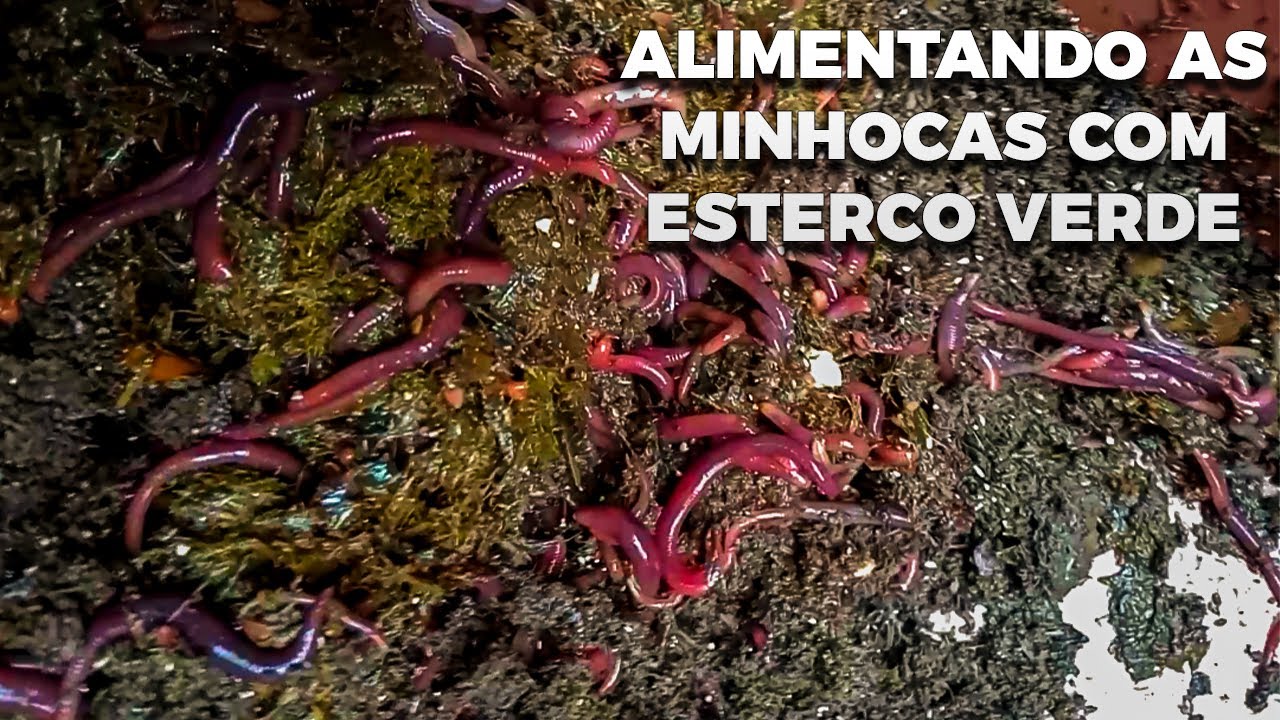Alimentando as minhocas com esterco verde