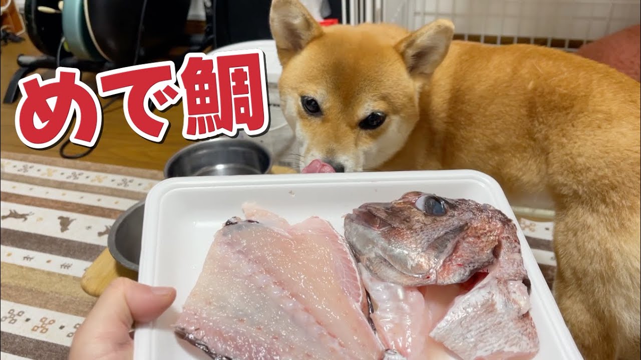 めで鯛！鯛のアラ丸ごといただきます柴犬小夏　ASMR