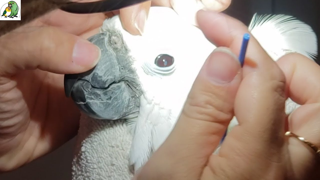 Victoria Cockatoo's Sinus Flush Vet Appointment