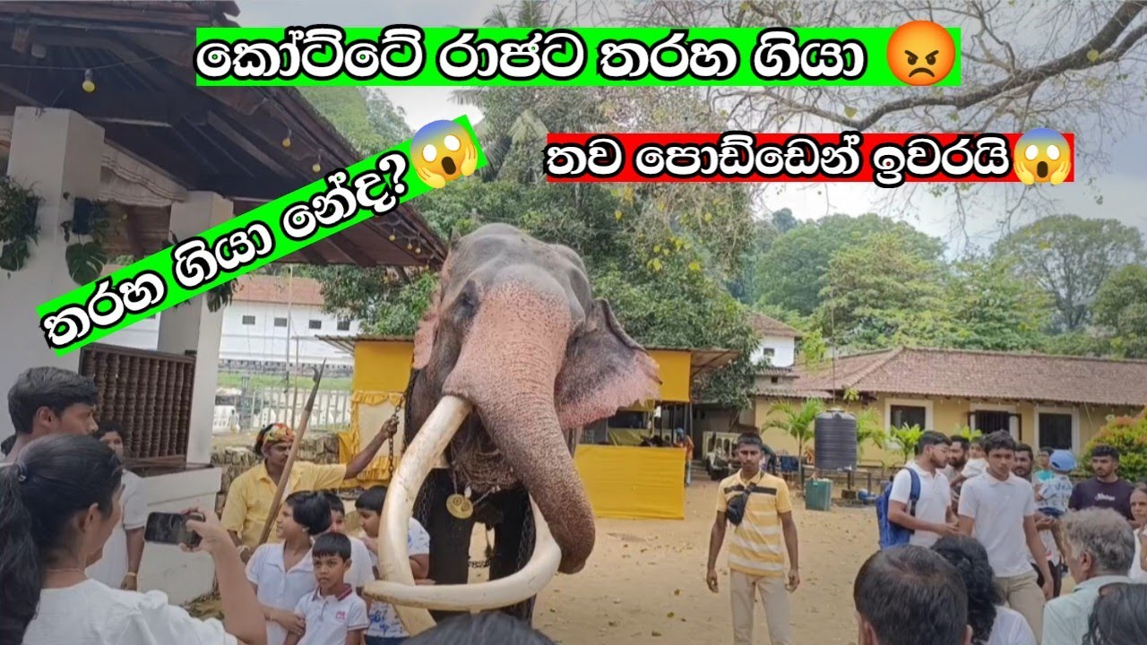එයාට තරහ ගියා 😡😱 | Kotte Raja | Elephant attack | බලන්නකෝ එයාට තියන ඉල්ලුම 😍 | Awidayan ඇවිදයන්