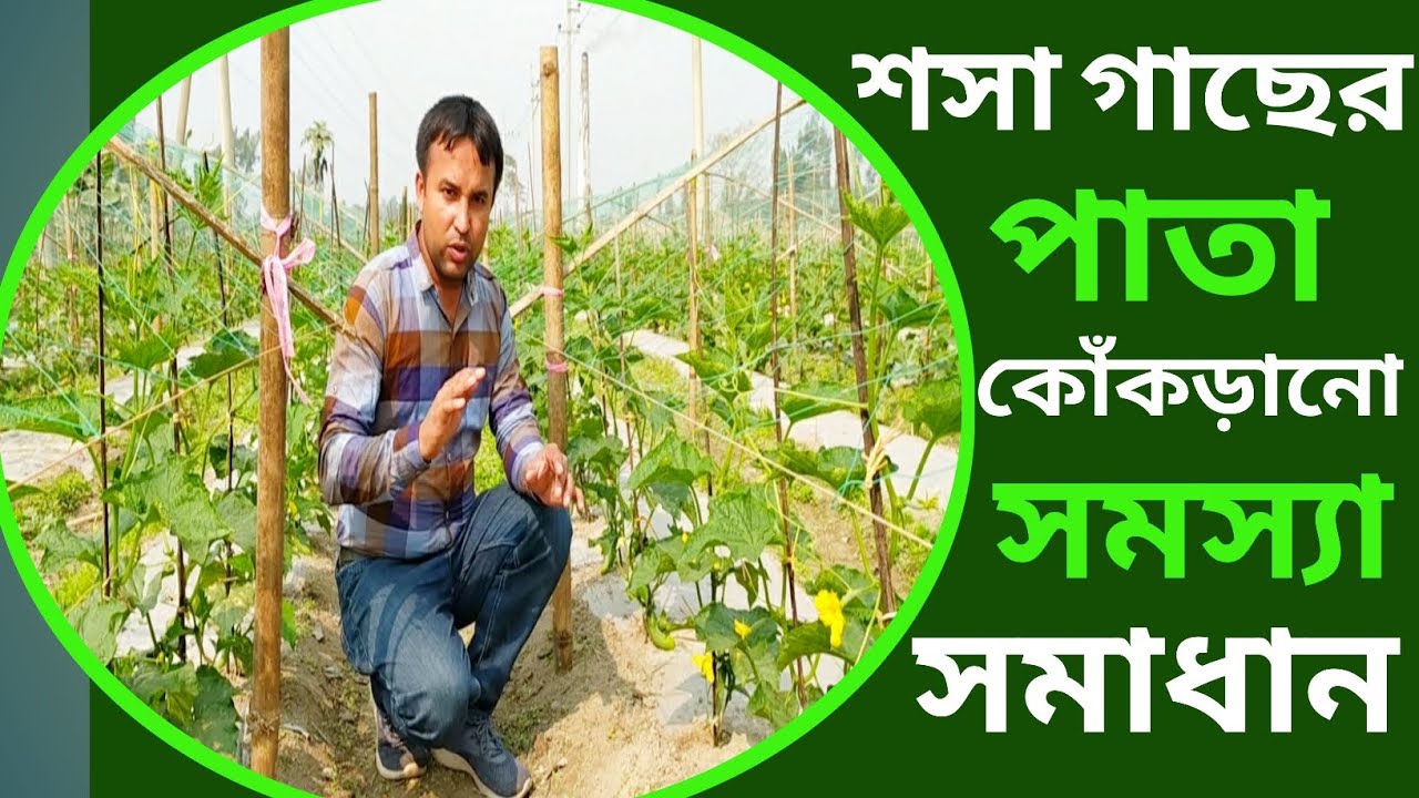 শসা চাষ পদ্ধতি | শসা গাছের পাতা কোঁকড়ানো রোগ!!