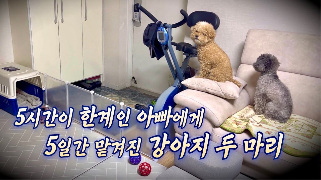 [1,2,3탄 모음집] 아빠에게 강아지 두 마리와 유튜브 촬영을 맡겨보았다