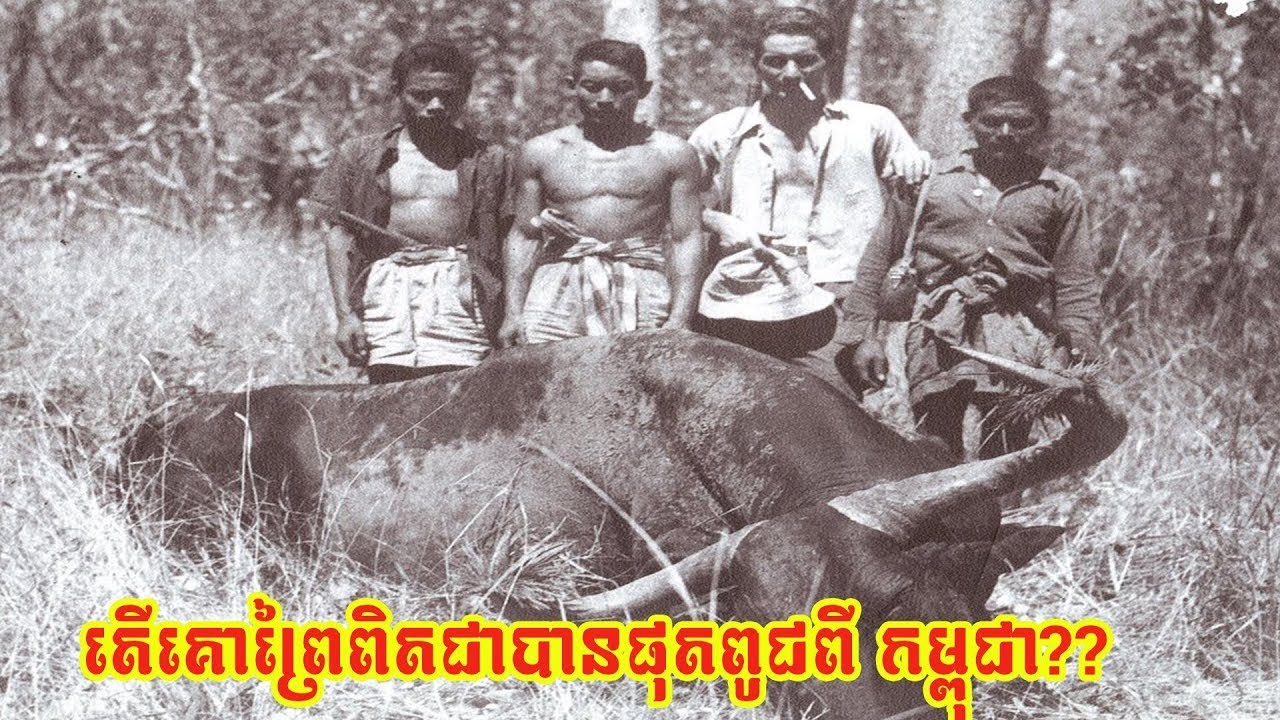 តើគោព្រៃផុតពូជពីប្រទេសកម្ពុជាហើយឬនៅ?