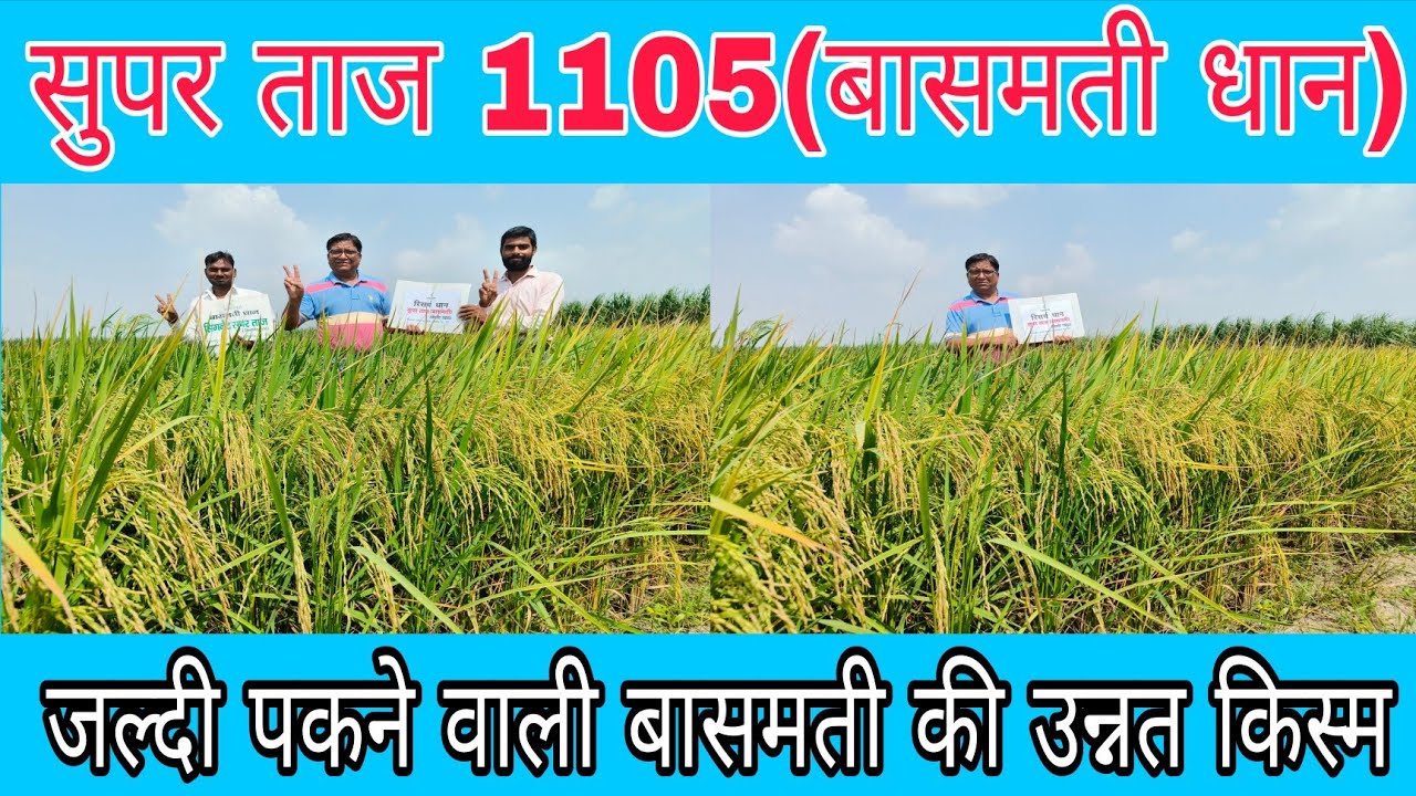 सिगनेट बासमती धान सुपर ताज 1105 ,उत्तर प्रदेश सहित सभी राज्यों की पहली पसन्द,अधिक पैदावार 👍