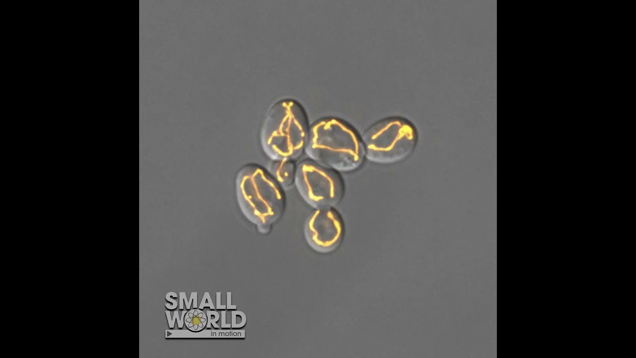 5-Hour Time-Lapse of Mitochondrial Dynamics in Budding Yeast | 2022 #NikonSmallWorld #Microscopy