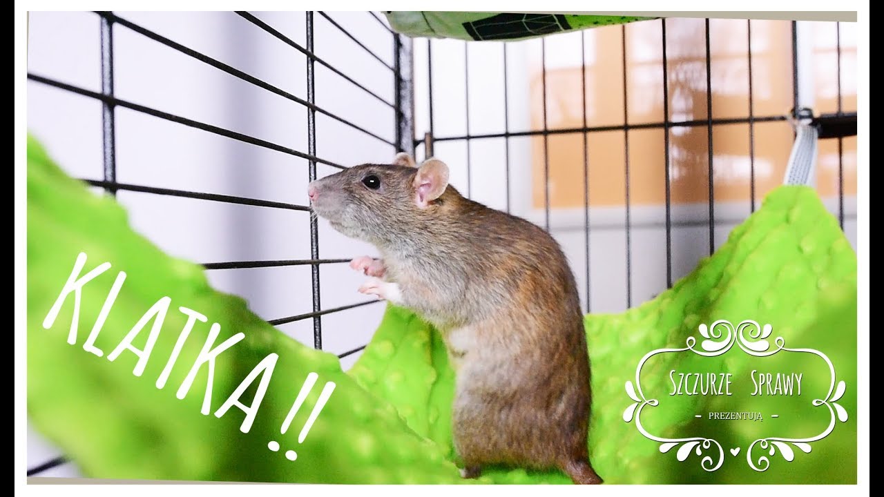 Jaka klatka?!?! - czyli jakie wymiary, wyposażenie i gadżety