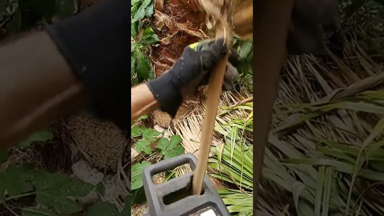 Ryobi 3000W Shredder/Chipper vs Palm Fronds (RSH3045U)
