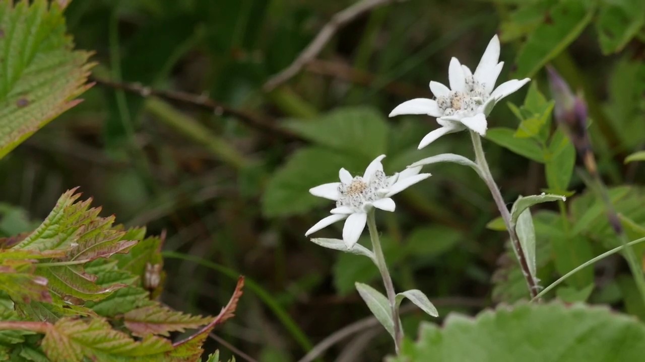 礼文林道に咲く花　2019年7月8日