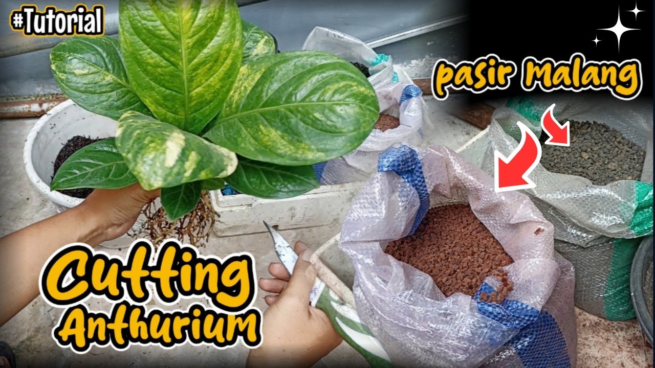 CUTTING ANTHURIUM JEMANI | TUTORIAL CARA PERBANYAKAN ANTHURIUM DENGAN SPLIT