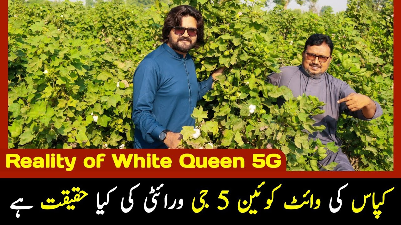 Cotton White Queen 5G ki Keya Haqiqat Hai / Kapas ki New Variety in Pakistan / G Farm