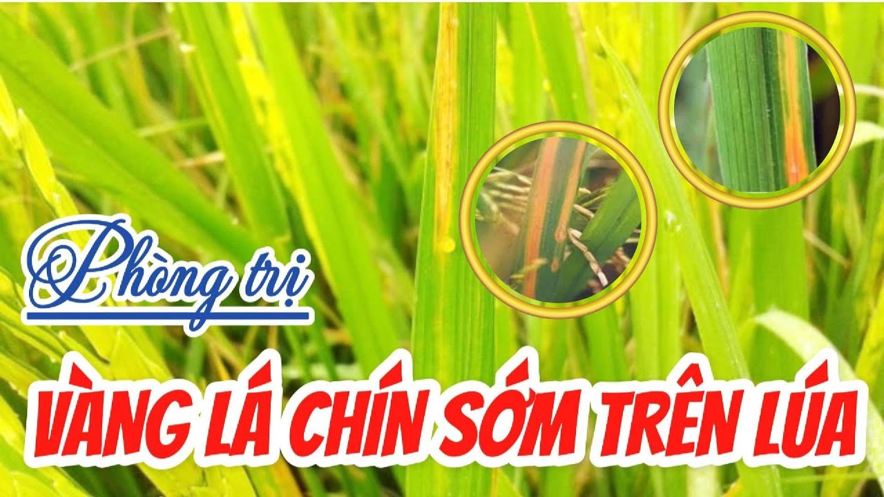 Phòng trị vàng lá chín sớm trên lúa | Hai Lúa Vàng