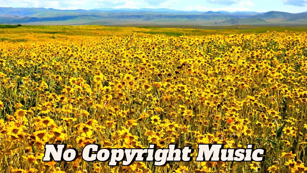 Yellow Wildflowers Super Bloom - No Copyright Music