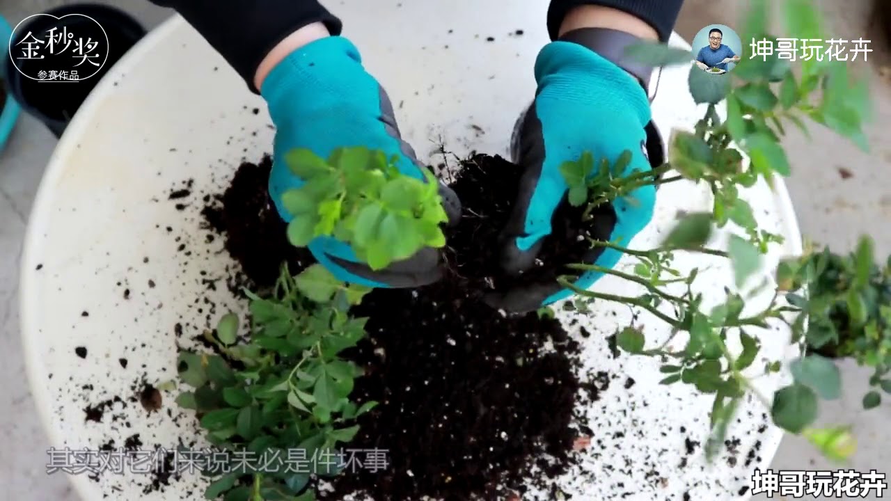 迷你玫瑰太密不透氣，換個大房子都能嗨皮 【坤哥玩花卉】