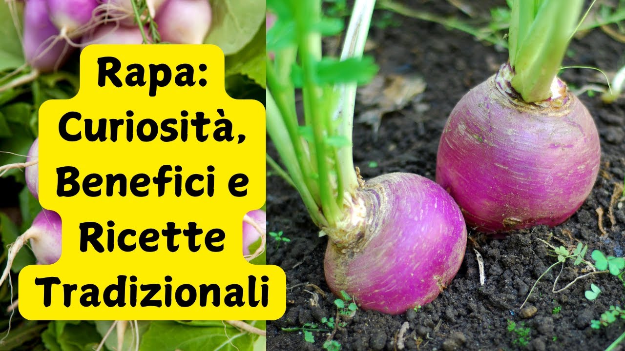 Rapa: Curiosità, Benefici e Ricette Tradizionali #Rapa #CucinaItaliana #RicetteTradizionali