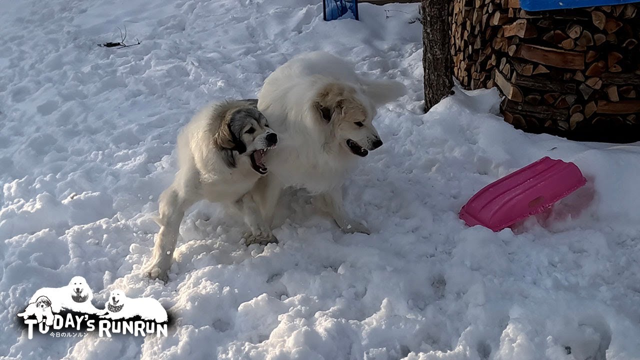 ピンクのソリを取り合って親子ゲンカするアランとベルです　 Great Pyrenees　グレートピレニーズ