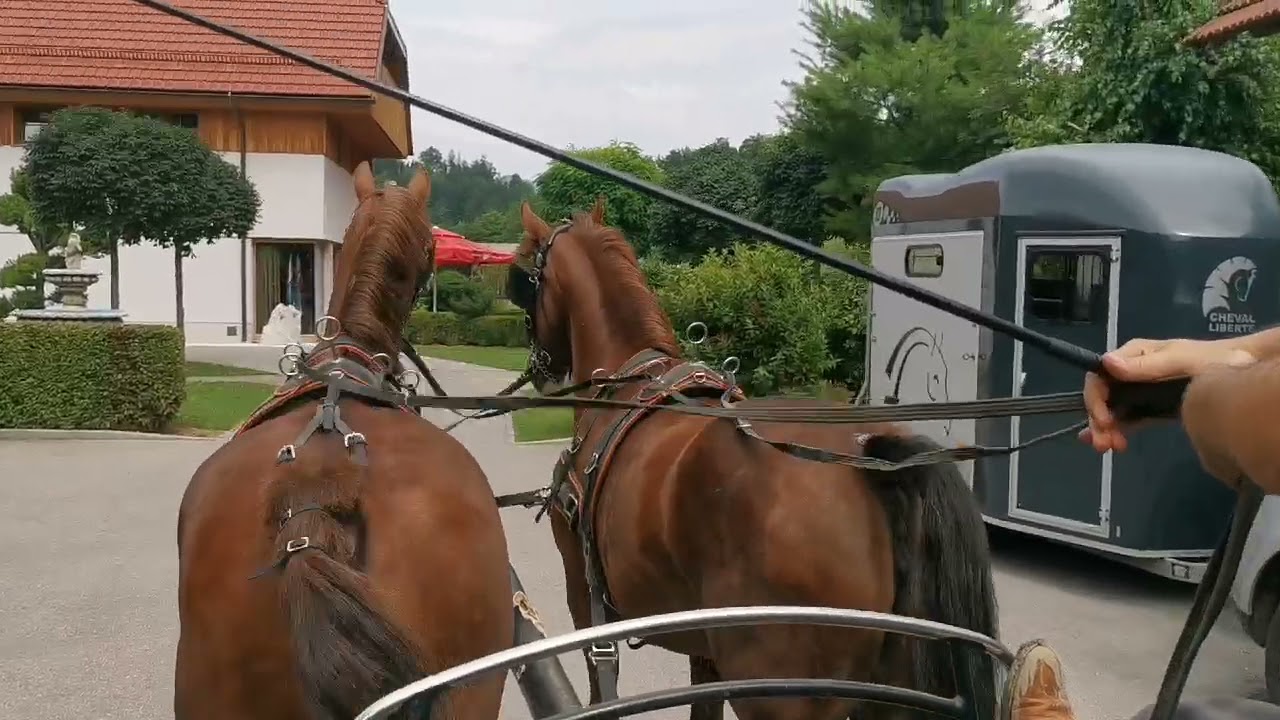 🐴 Fuchsgespann/ KWPN 🐴