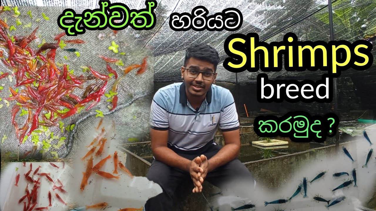 How To Breed Shrimps| Shrimp Breeding Farm| Part 1| New Ishan Aquarium