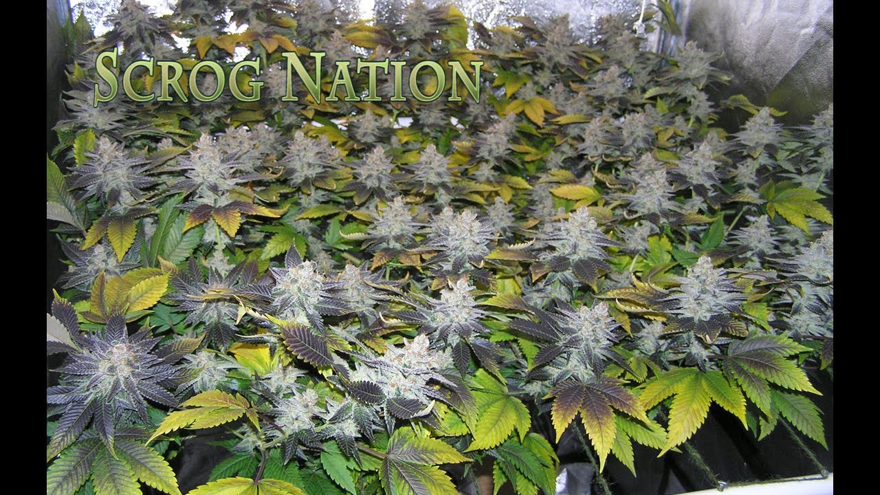 Berry Bomb Bomb Seeds By 