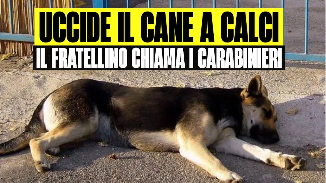UCCIDE IL CANE A CALCI, IL FRATELLINO LO VEDE E CHIAMA I CARABINIERI: DENUNCIATO NEL NUORESE