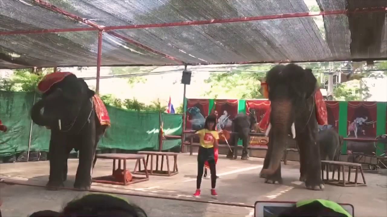 การแสดงช้าง ช้างน้อยโชว์ วังช้างอยุธยาฯ (Elephant Dance With Girl) HD 11/05/2019