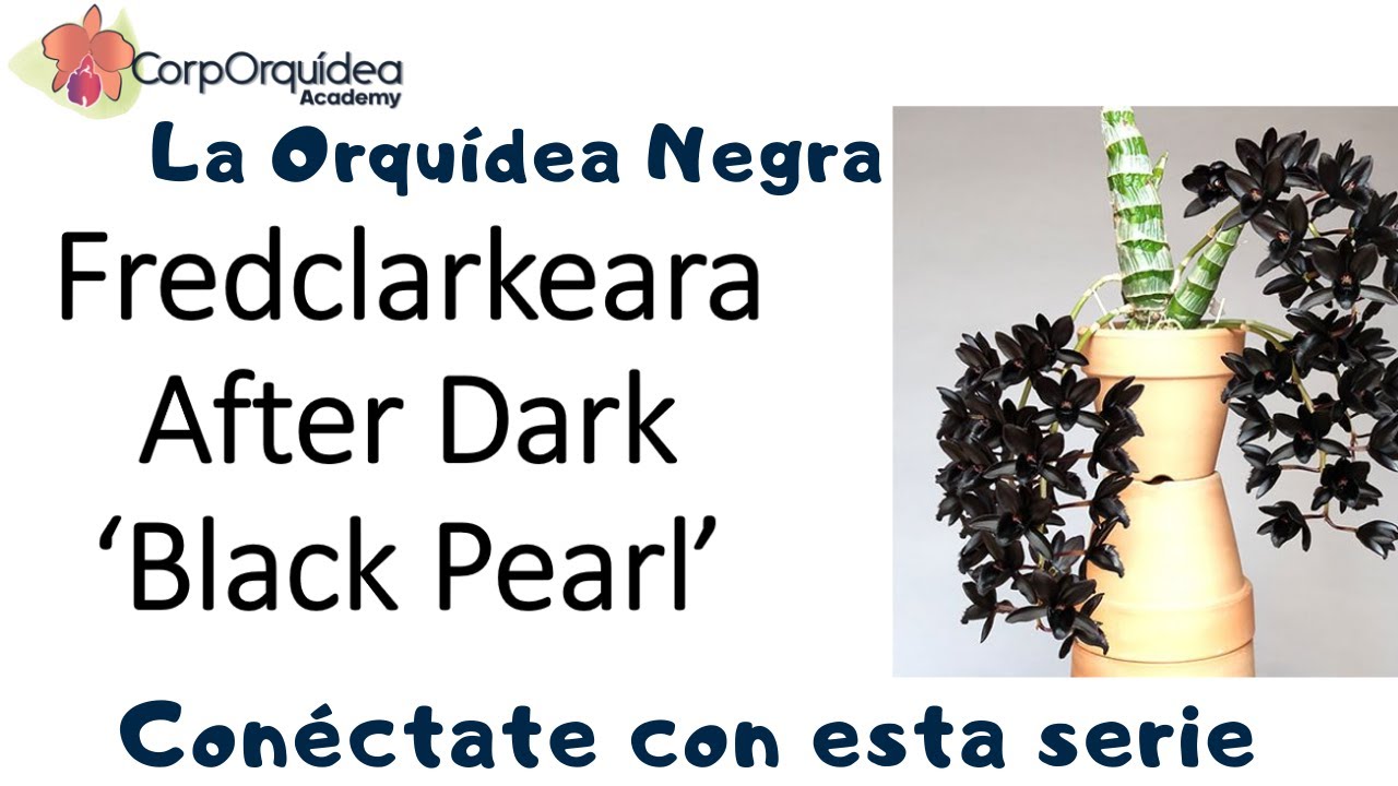 ¿Qué es la Orquídea Negra? Fredclarkeara After Dark o Perla Negra