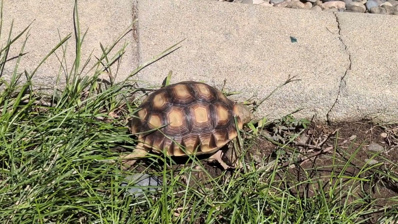 Turbo Dave climbs the curb