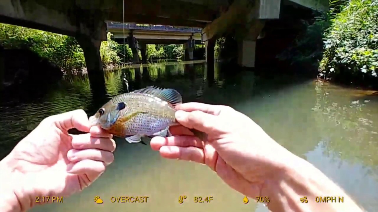 Tennessee Creek Fishing with TINY jointed swimbait, 13fishing Coconut Crab and BAMF