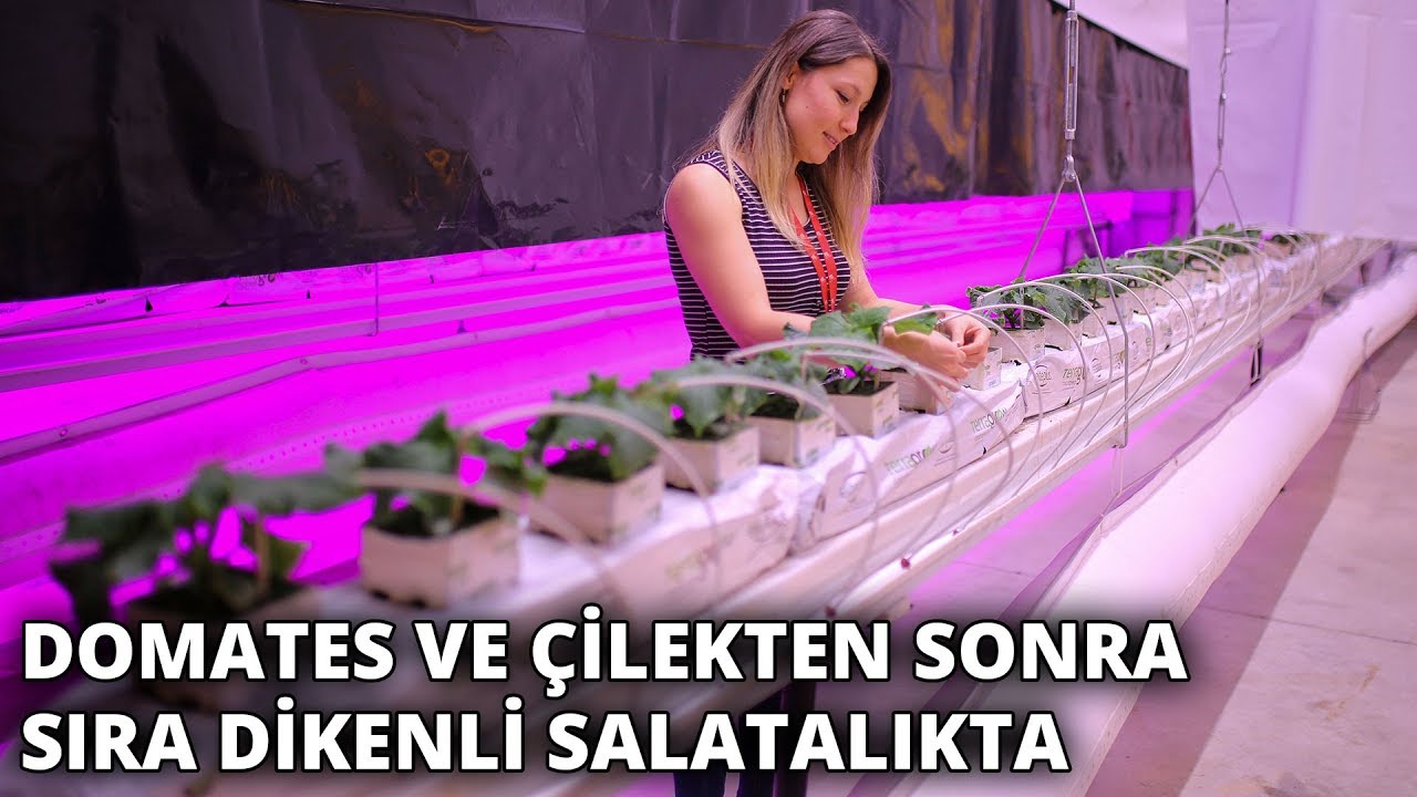 25 kilogram domates alabilen bitkilerden 50 kilogram üzerinde ürün toplandı