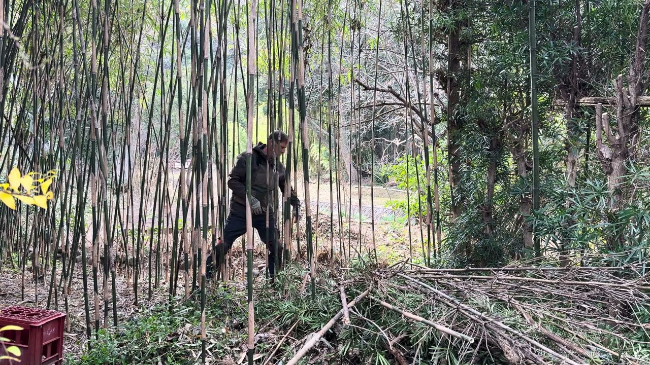 🪴 Garden Work in Japan: Cutting and Splitting Felled Bamboo in the Bamboo Forest – Japan Garden