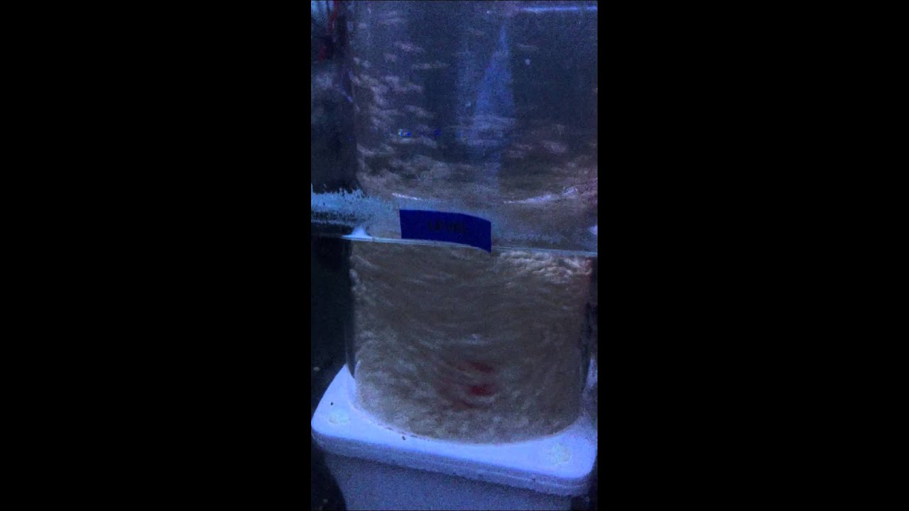 Episode 6: Testing the new large Fish Street Biopellet Reactor with NP Biopellets.