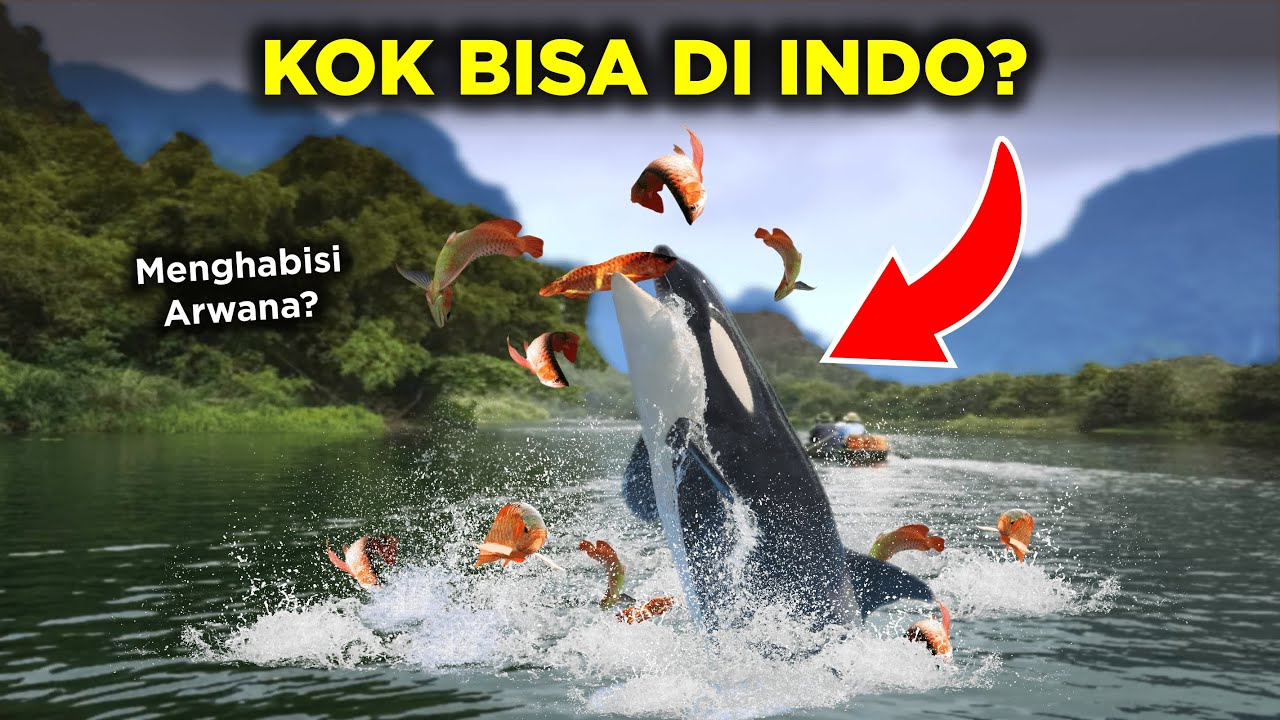 KENAPA PAUS ORCA BISA ADA DI INDONESIA?
