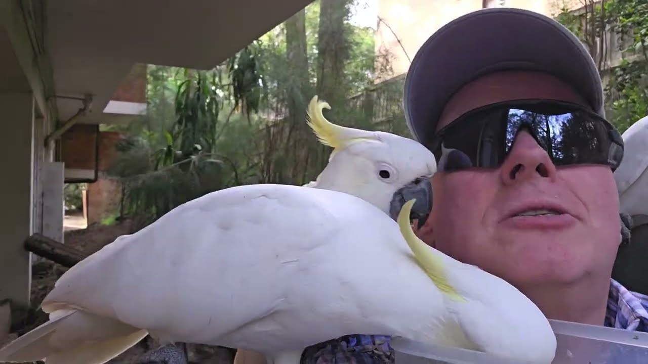 Snacks for wild cockatoos 
