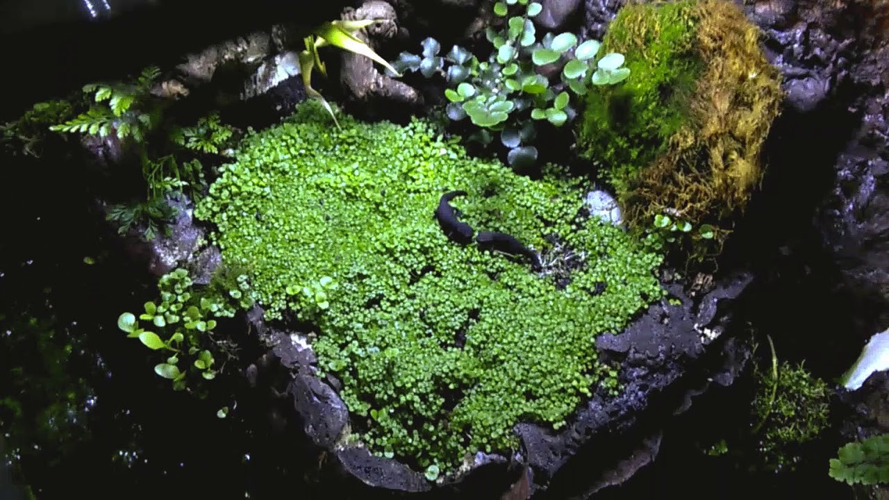 Bioactive Firebelly Newt set up Dec 18