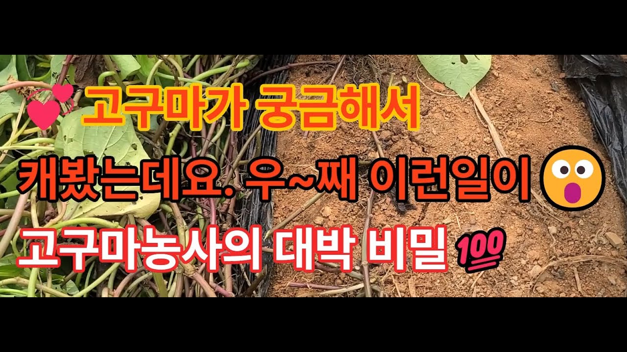 고구마가 궁금해서 캐봤는데 우~째 이런 일이!!!
