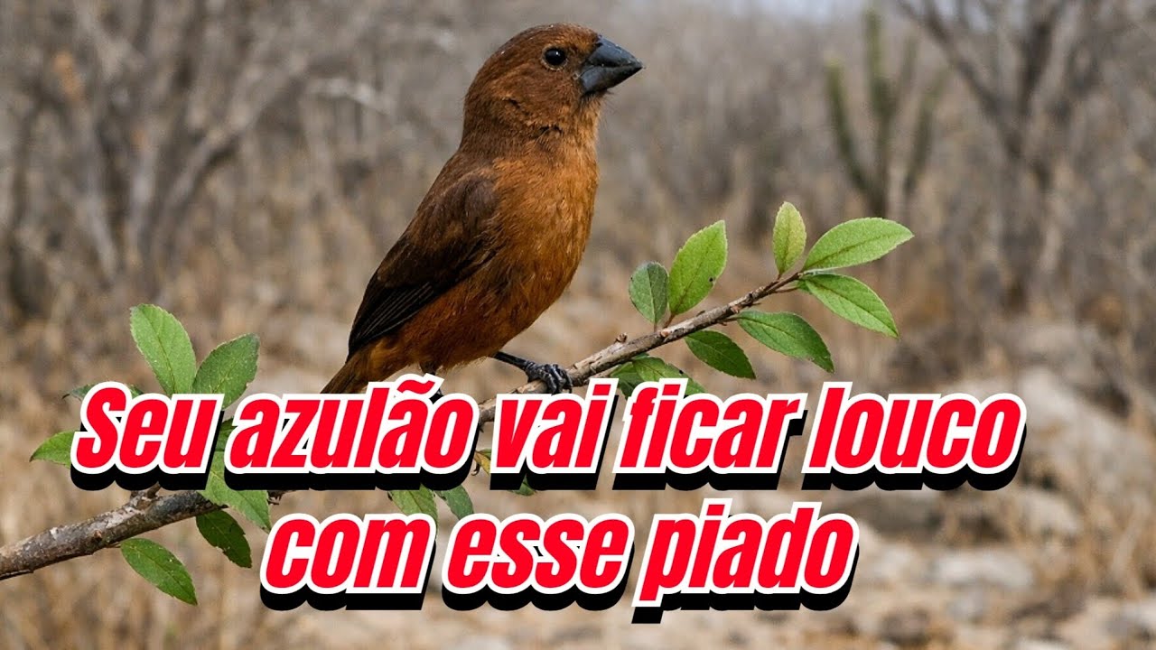 Fêmea de azulão chamando e macheando para esquentar o macho e estimular canto 