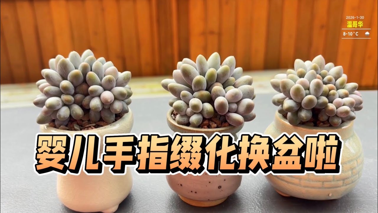 【多肉植物】婴儿手指缀化换盆啦❤️￼