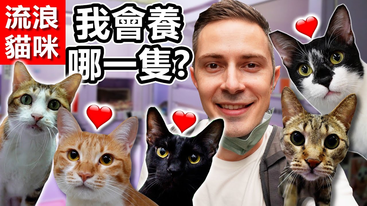 台灣的流浪貓咪太可愛了吧🐱❤️我會想養哪一隻呢？？Taiwan stray cats are too cute I just can't🔥💕