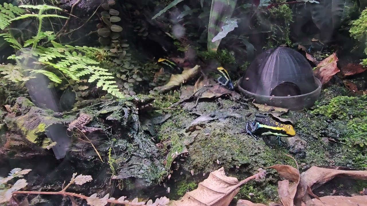 Meet Our Stunning Ameerega pepperi Dart Frogs | Frogfather.co.uk Bioactive Setup