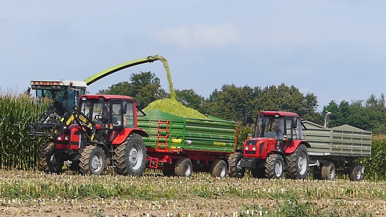 Kukurydza na kiszonke 2019 w świętokrzyskim