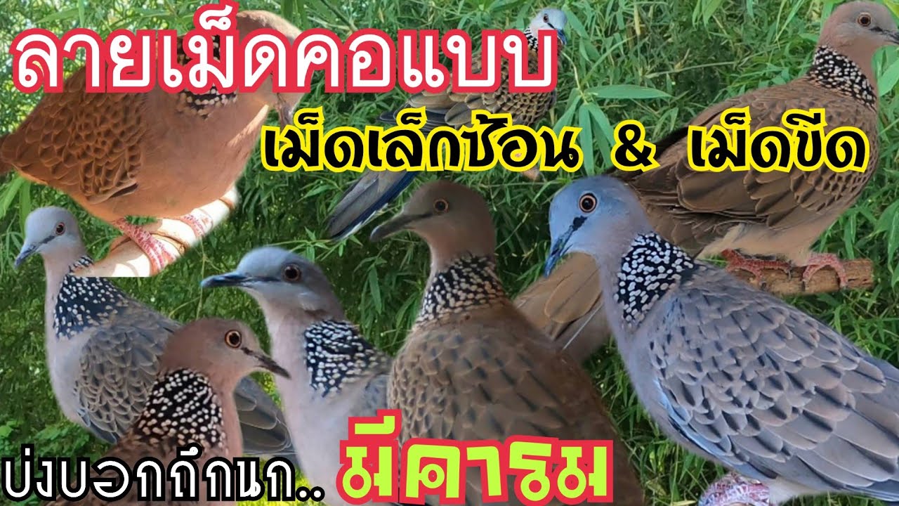 ลายเม็ดคอแบบ เม็ดเล็กซ้อน & เม็ดขีด บ่งบอกถึงนกเขาใหญ่ 