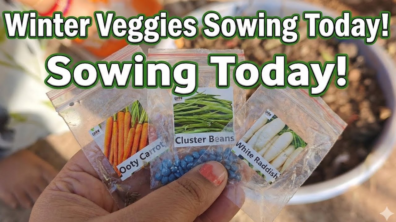 Time to Plant Winter Seeds! Carrot, Radish & Cluster Beans Guide.