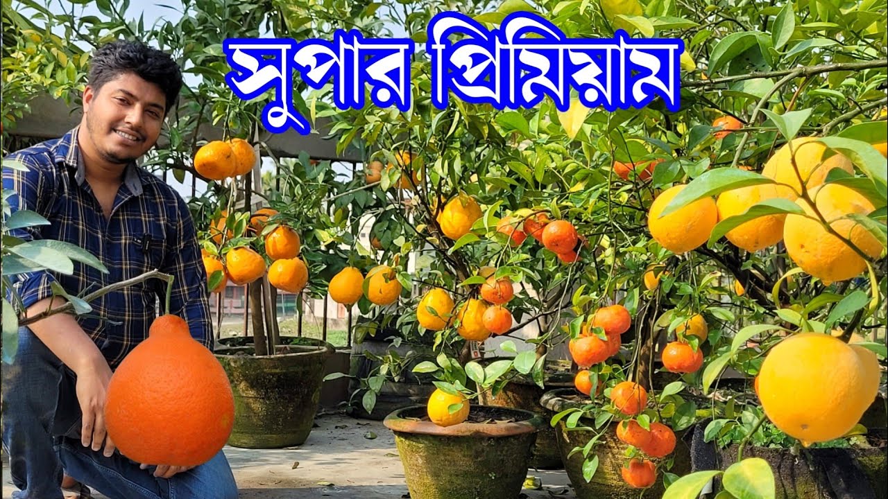 Close your eyes and plant these few varieties. These are the best citrus varieties, the Malta var...