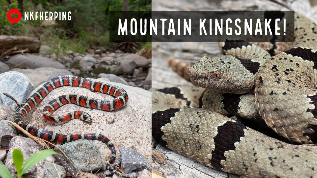 Finding a Wild Arizona Mountain Kingsnake! Snake Hunting in the Mountains of New Mexico!