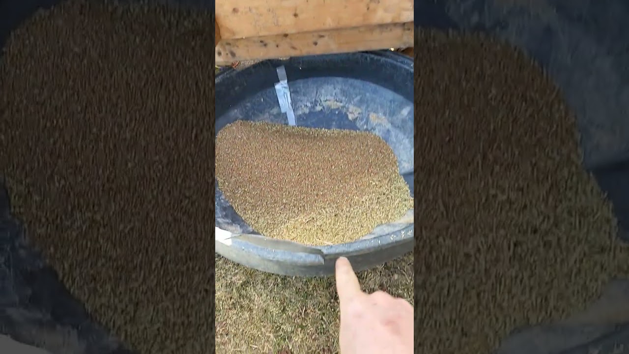 Cleaning Seed Wheat With The Old Viking Duplex