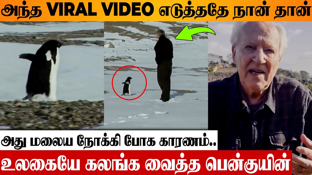 Viral Penguin Video 😢 Tragic Decision Reason | Werner Herzog About Documentary | Walks To Mountain
