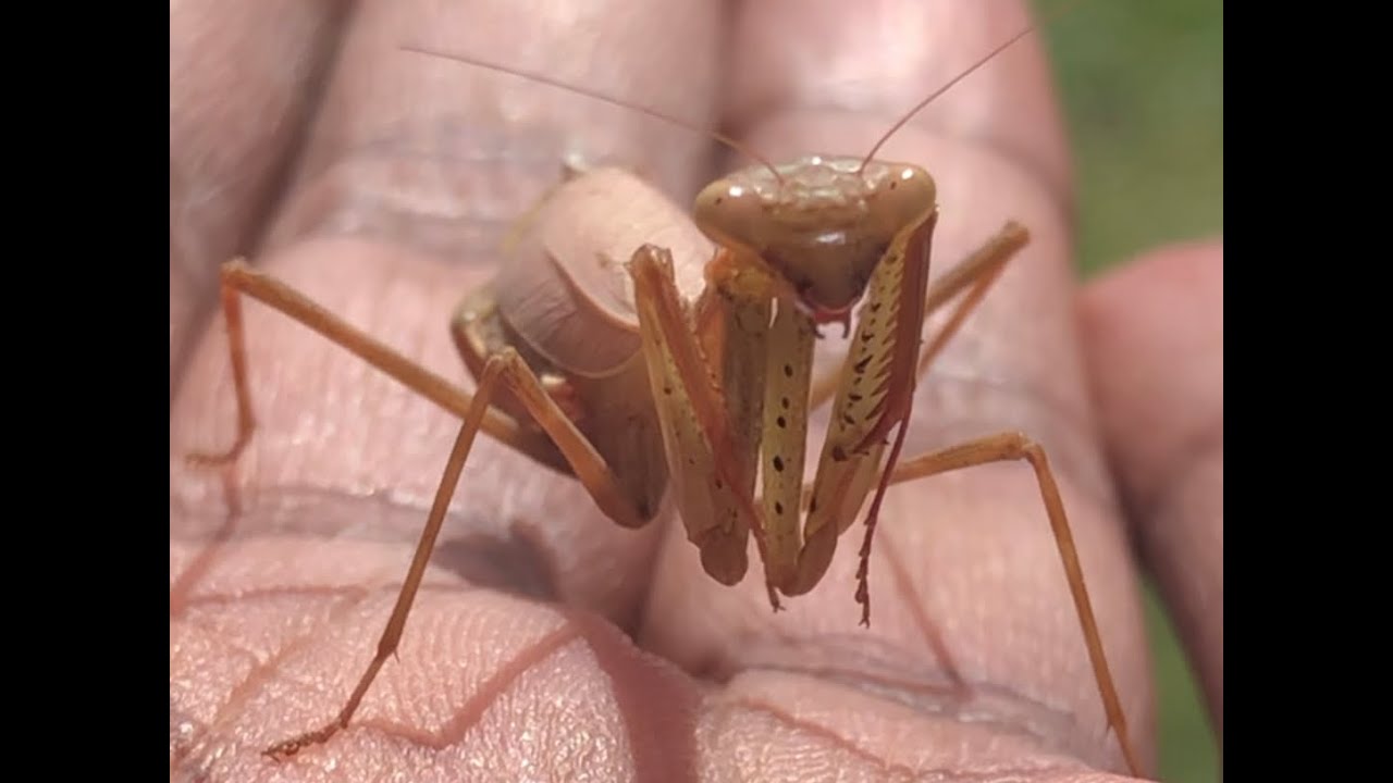 Praying Mantis | Mr DKN