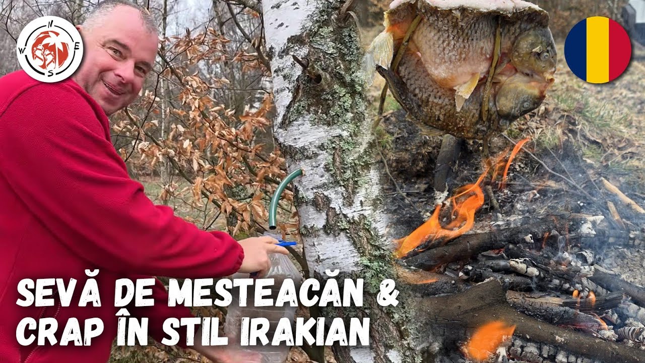 Am colectat Sevă de Mesteacăn și am gatit Crap &icirc;n stil Irakian