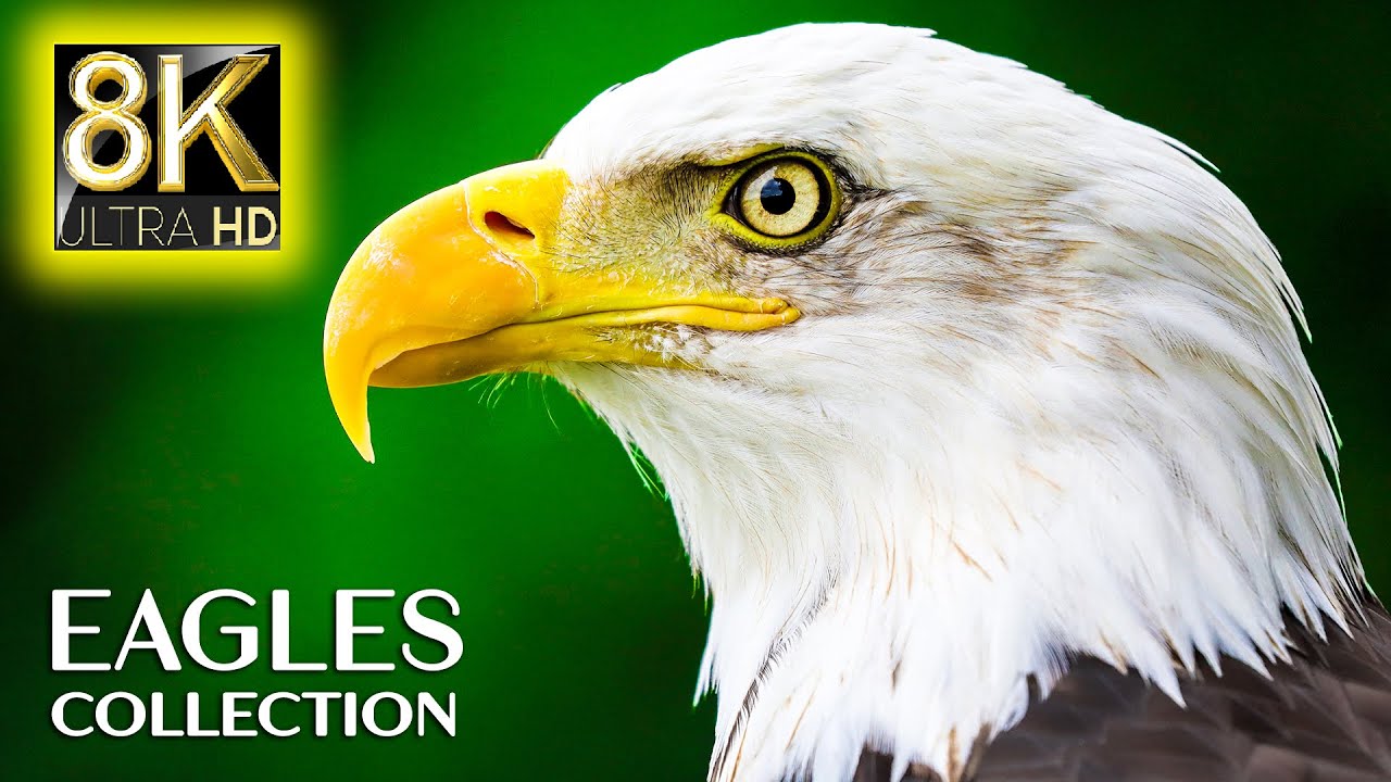 EAGLES Special Collection in 8K ULTRA HD 60FPS - King of the Sky with Relaxing Music